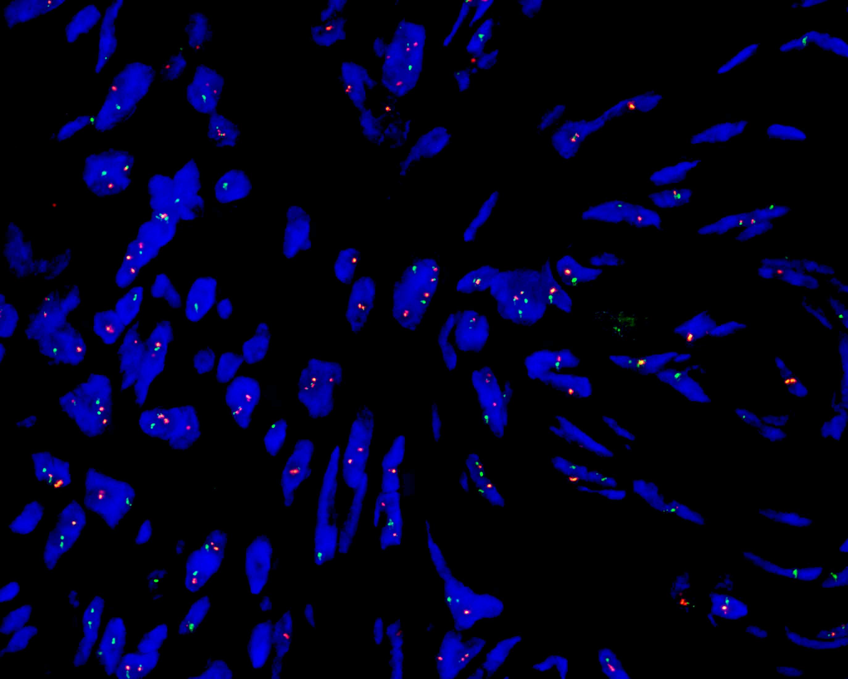 FP-137-b-COL1A1-PDGFB